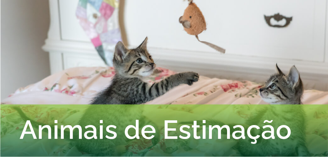 Categoria Animais
